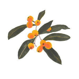 Loquats print