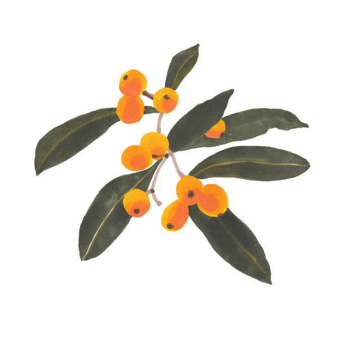 Loquats print